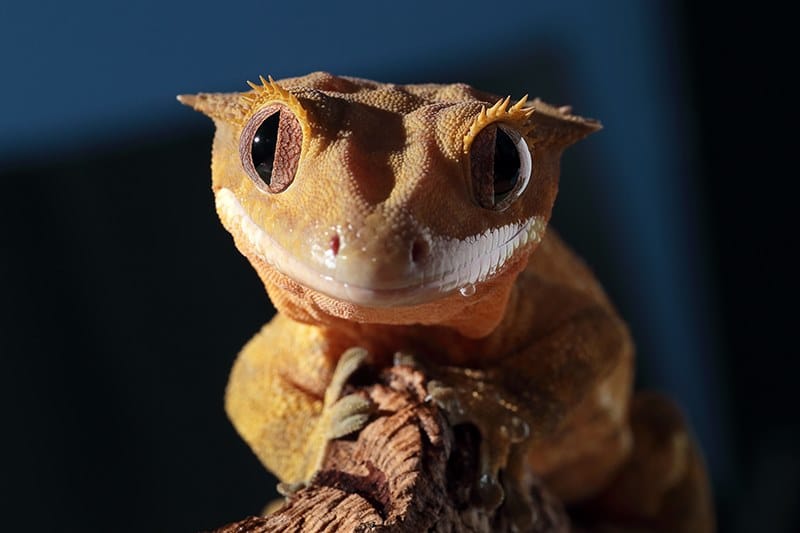 Andreas Gecko - Reptile Encounter - credit Andrea's Animals