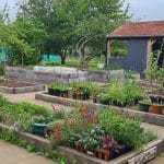 The Green Patch